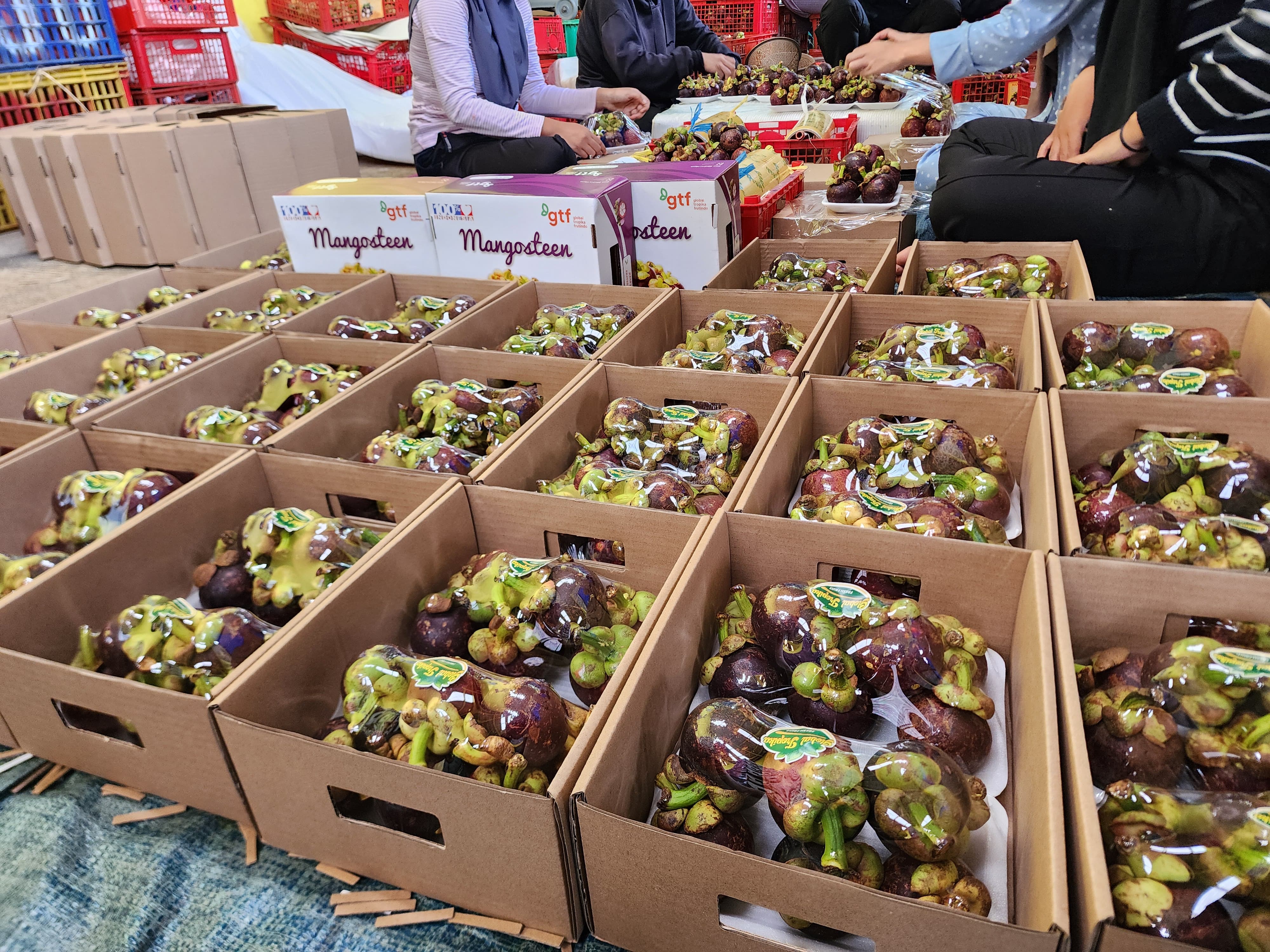 Premium Mangosteen by PT Gress Tropika Frutindo Indonesia’s Premier Tropical Export for Global Markets