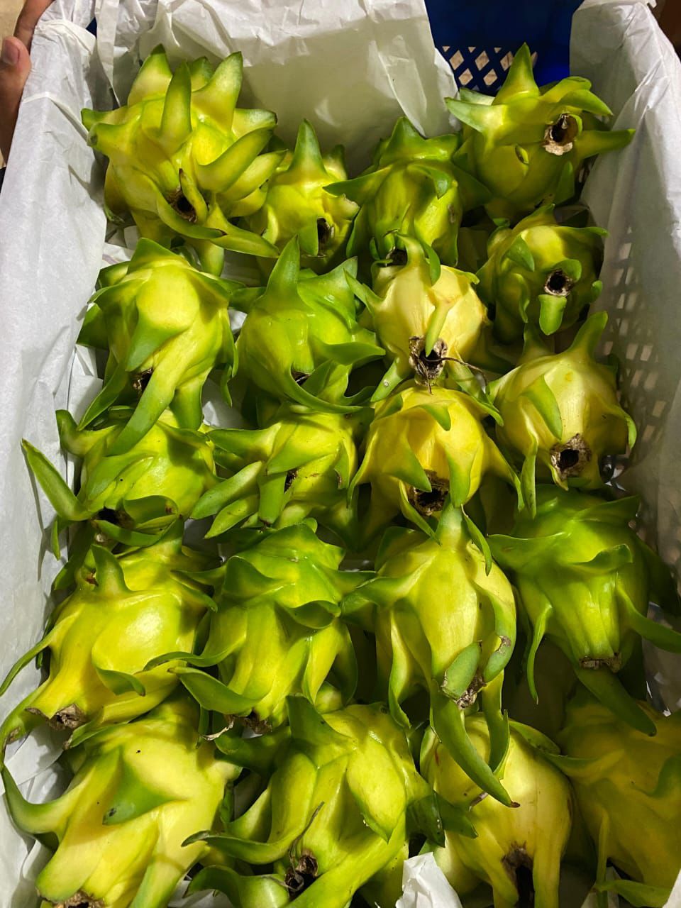 Yellow Dragon Fruit